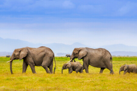 Afrika, Elefanten, Familie, Landschaft, Berge