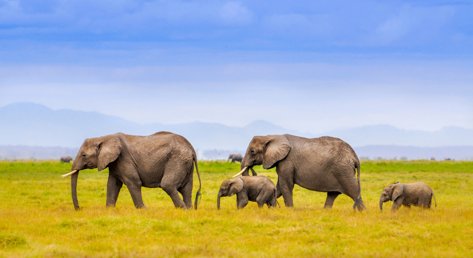 paesaggio, montagne, famiglia, Africa, elefanti