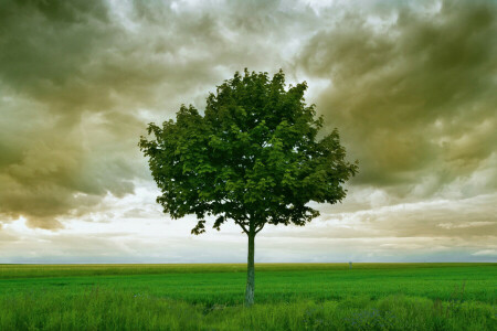 nuvens, campo, horizonte, tempestade, árvore