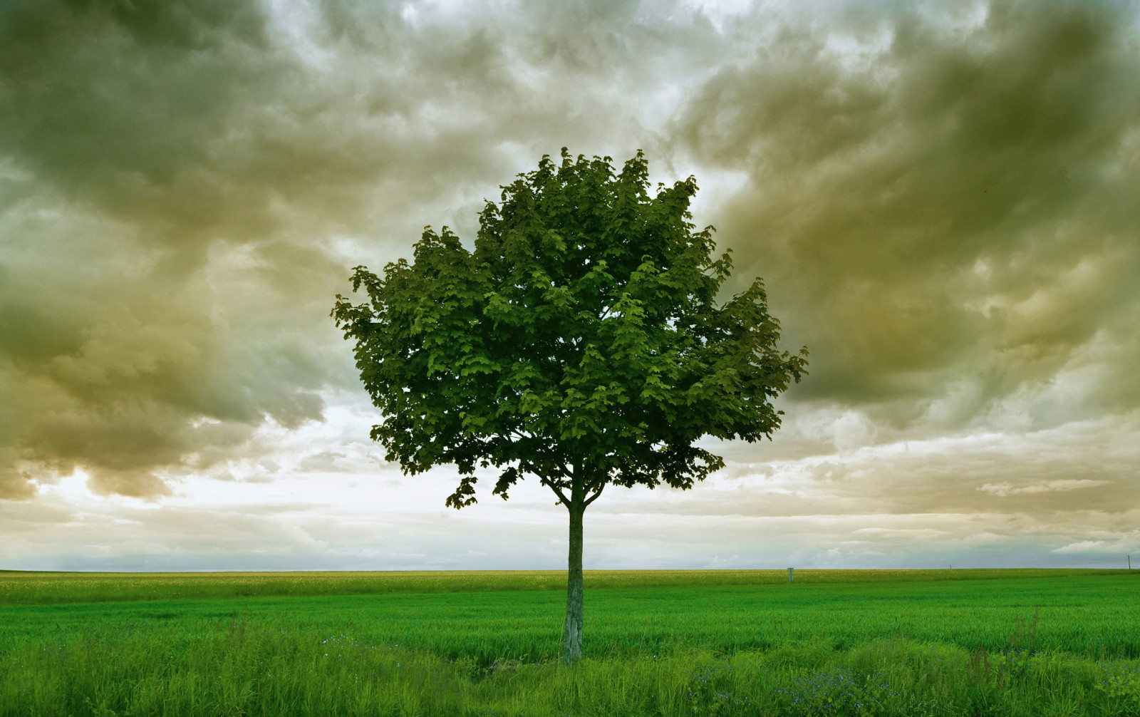 árbol, campo, nubes, tormenta, horizonte