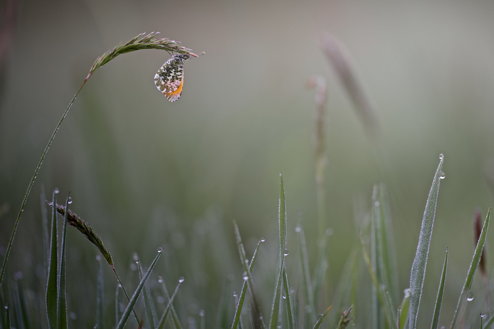 Relva, BORBOLETA, manhã, gotas, névoa, Rosa, espiguetas