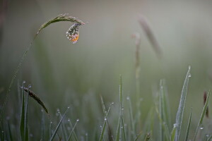 PAPILLON, gouttes, brouillard, herbe, Matin, Rosa, épillets