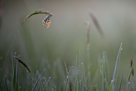 BORBOLETA, gotas, névoa, Relva, manhã, Rosa, espiguetas