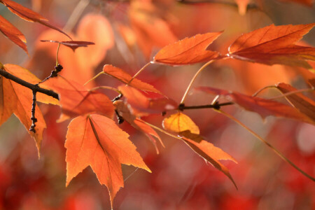 autumn, branch, leaves, web