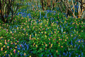 forêt brûlée, Californie, fleurs, Lupin, Etats-Unis, Parc National de Yosemite