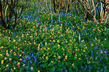 bränd skog, CA, blommor, Lupin, USA, Yosemite Nationalpark