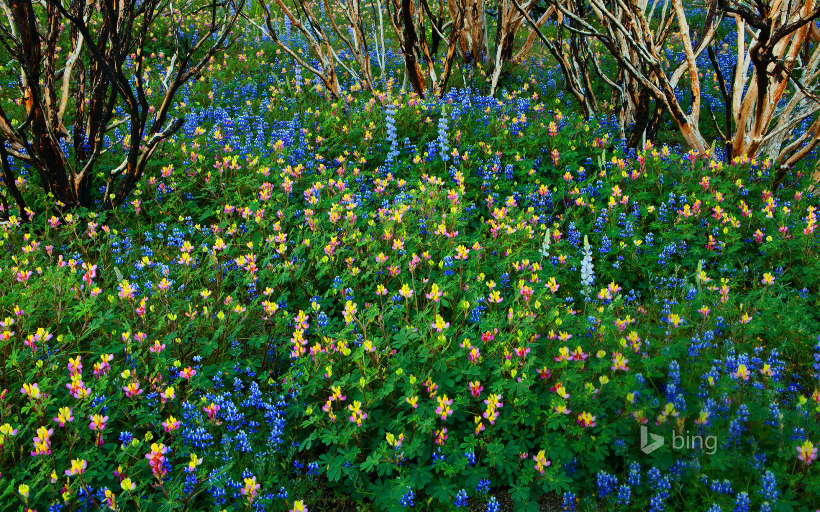 kwiaty, USA, CA, Łubin, Park Narodowy Yosemite, spalony las