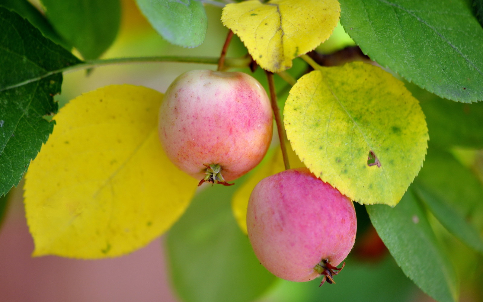 naturaleza, macro, manzanas