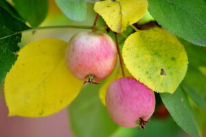 pommes, macro, la nature