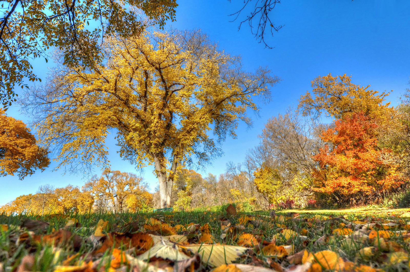 autumn, grass, the sky, trees, leaves