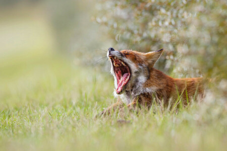 Fox, grass, morning, mouth, nature