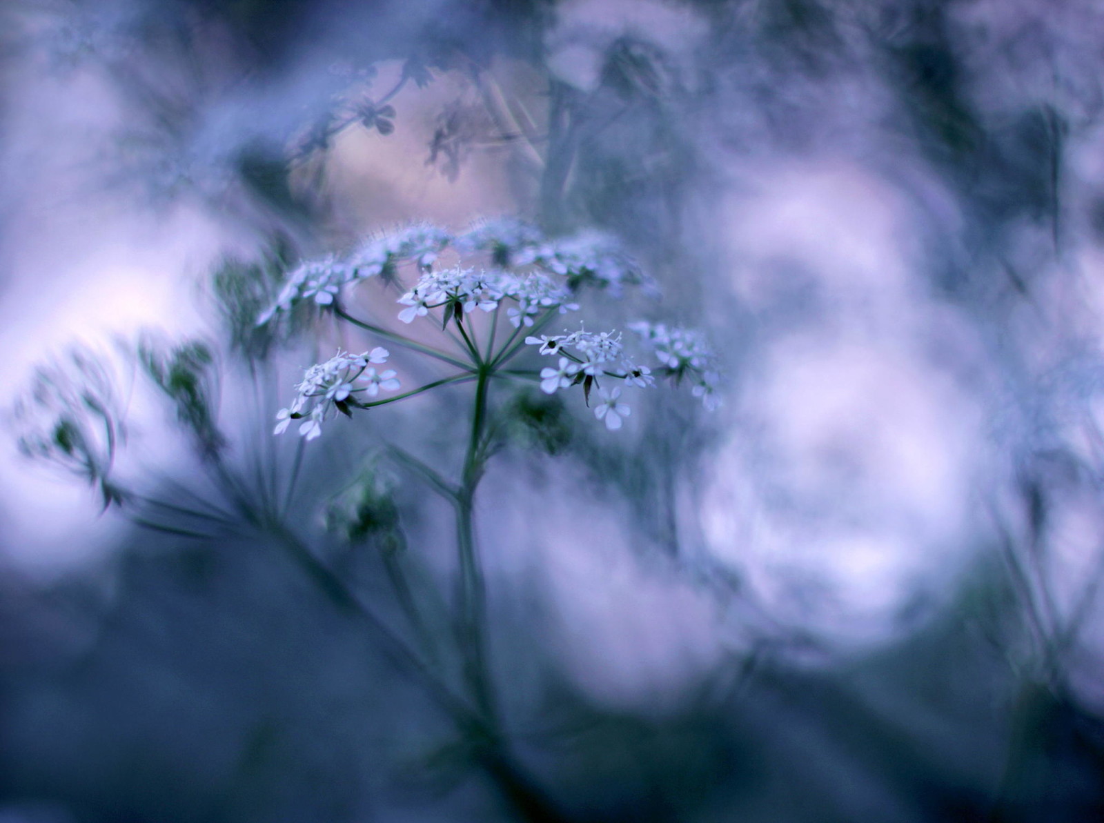 grass, bokeh, macro, flowers