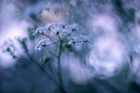 bokeh, bloemen, gras, macro