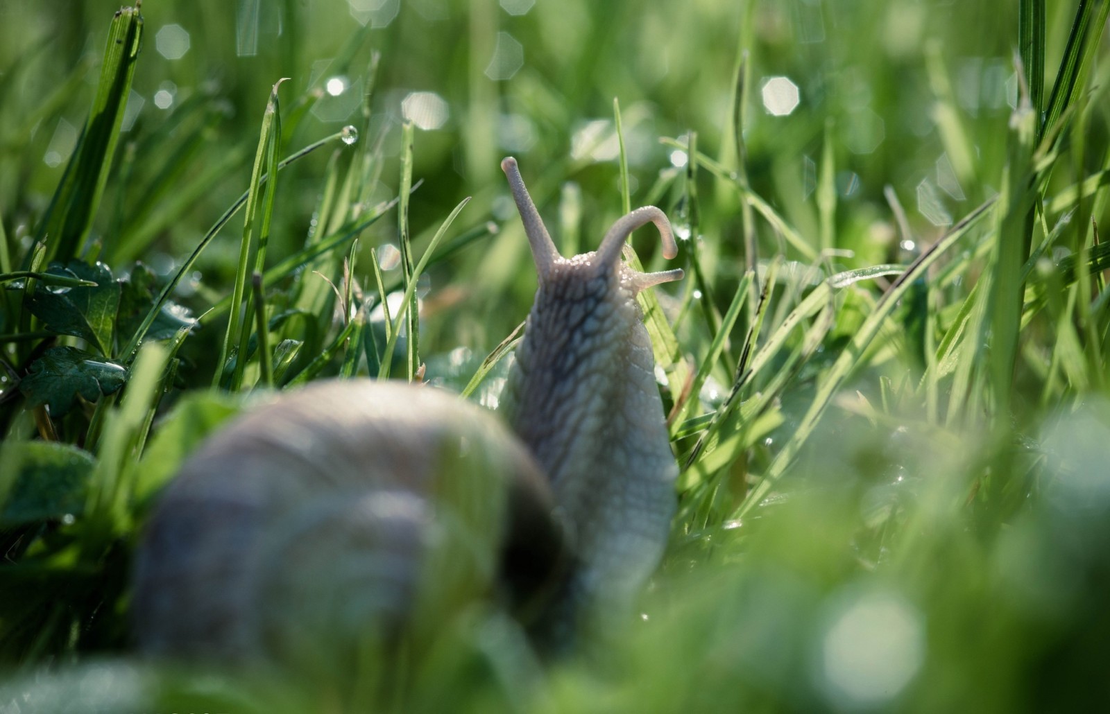 grass, nature, bokeh, macro, snail, drops, Rosa