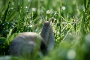 bokeh, gouttes, herbe, macro, la nature, Rosa, escargot