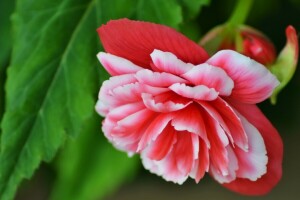 begonia, macro, petals