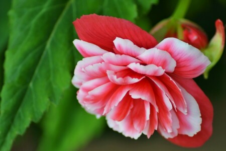 begonia, macro, pétalos