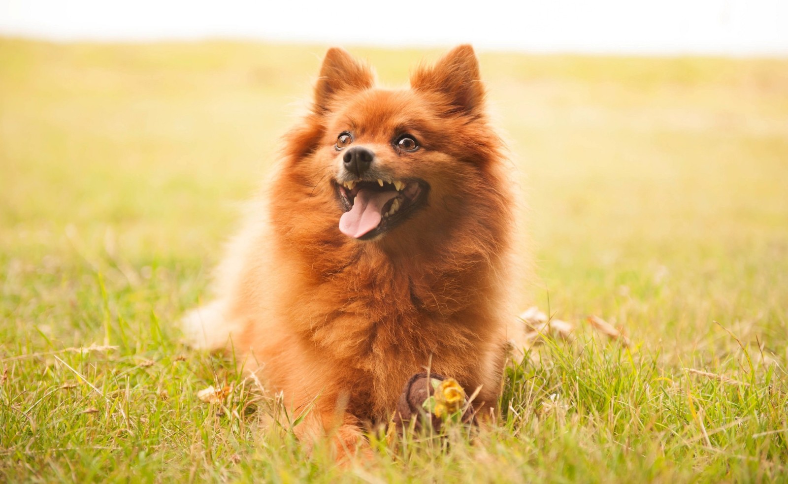 Guarda, cane, ogni, Spitz