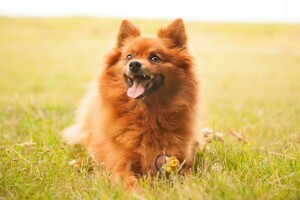 perro, cada, Mira, Perro de Pomerania