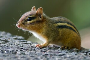 Chipmunk, čenich, hlodavec