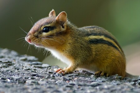 Chipmunk, uiteinde van een loop, knaagdier