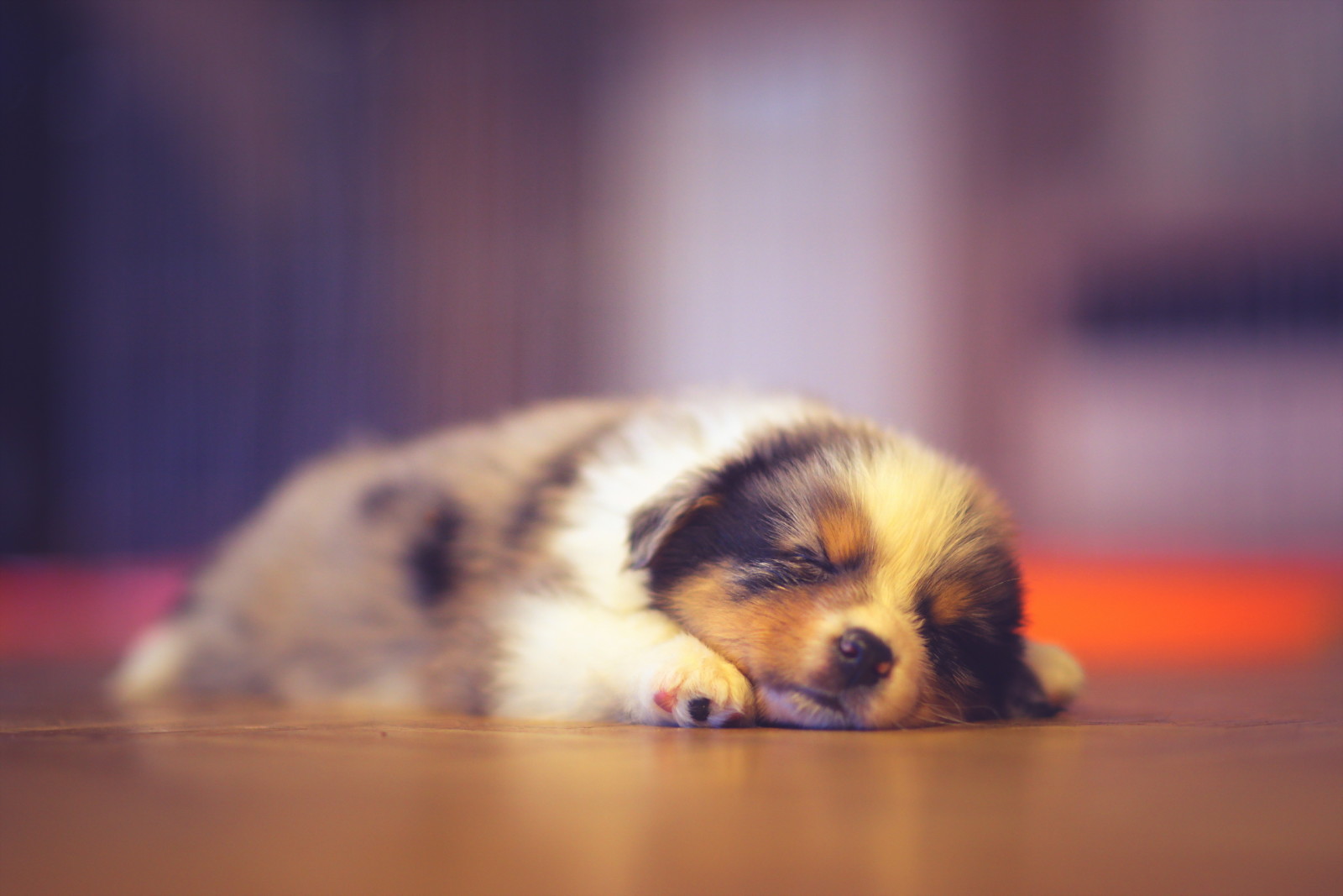 cane, cucciolo, Casa