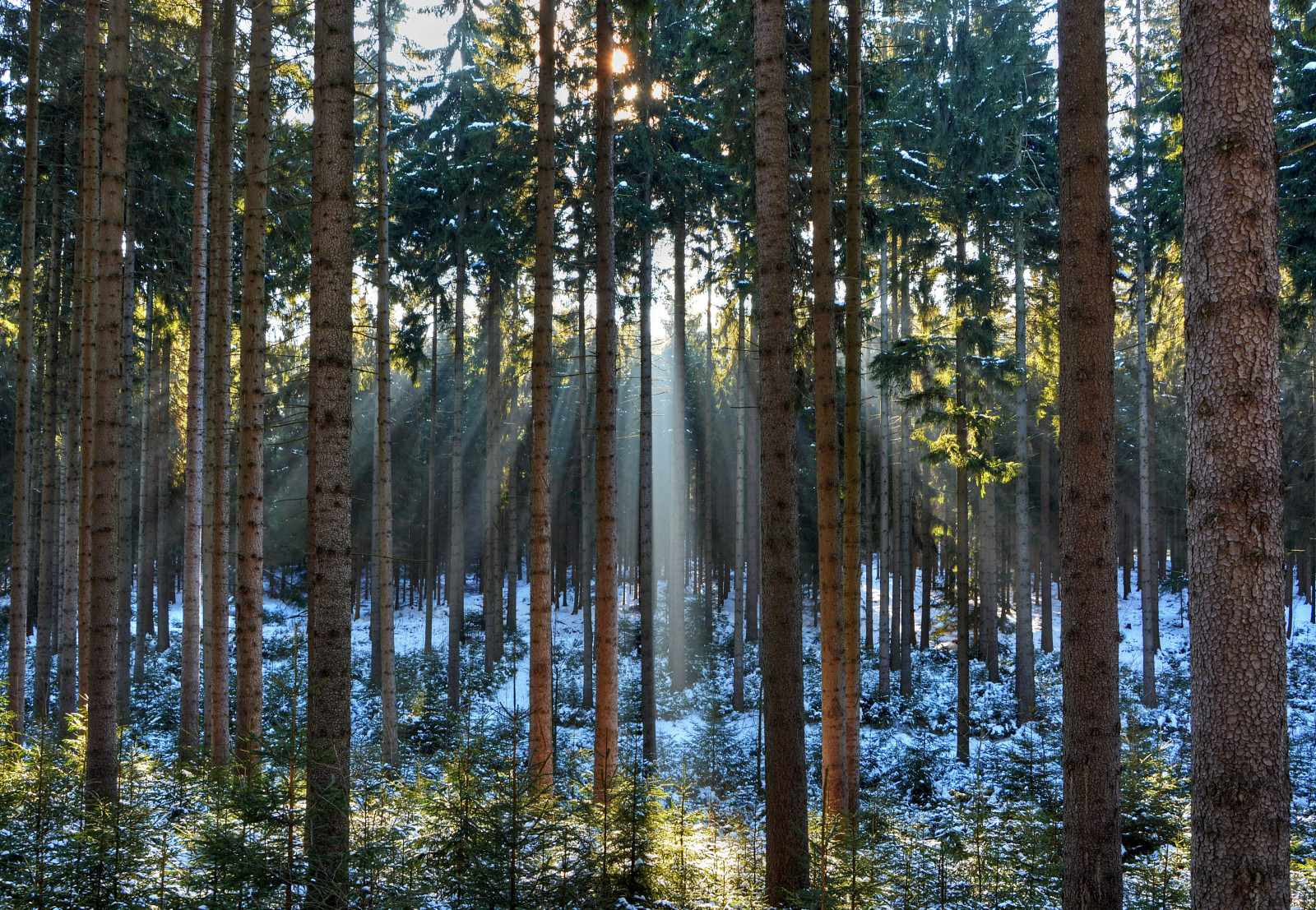 sne, Skov, vinter, træer, Solens stråler