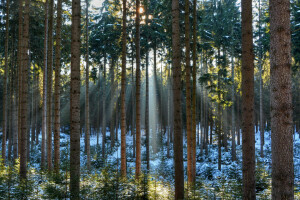 bosque, nieve, Los rayos del sol, arboles, invierno