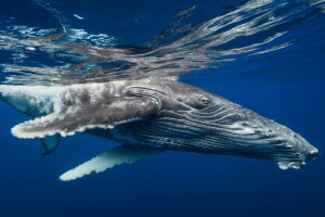 trousse, la nature, mer