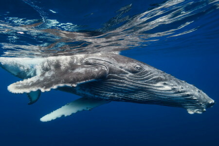 equipo, naturaleza, mar