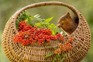 cestino, proteina, Rowan