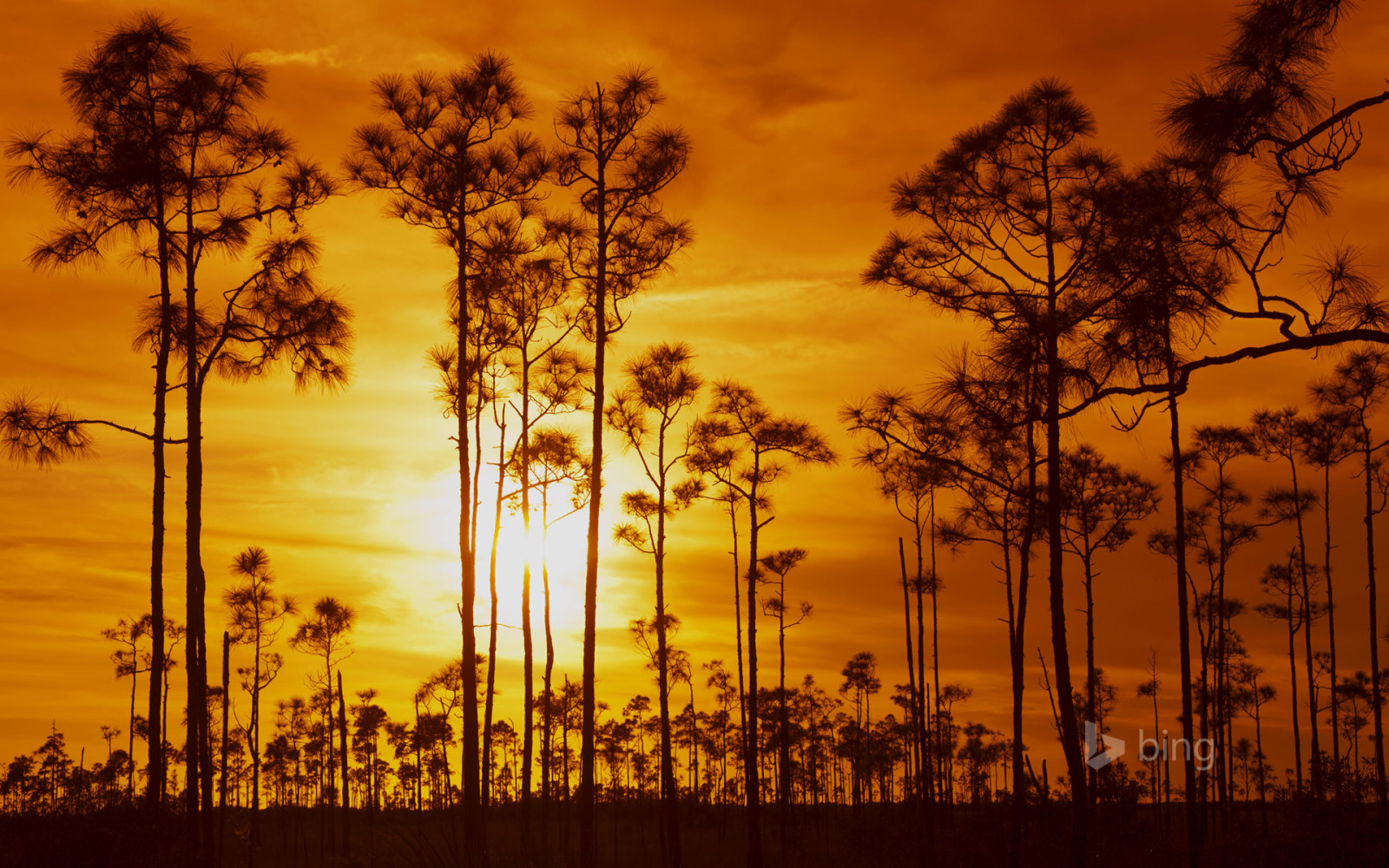 il cielo, tramonto, alberi, nuvole, Stati Uniti d'America, FL, Parco nazionale delle Everglades