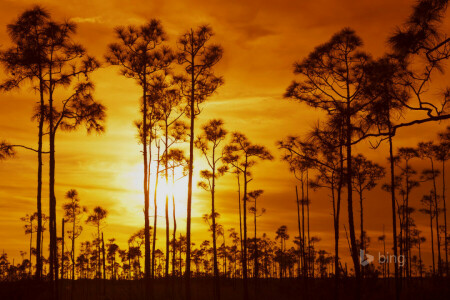 nubes, Parque Nacional Everglades, Florida, puesta de sol, el cielo, arboles, Estados Unidos