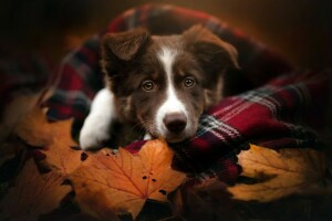 autumn, dog, each