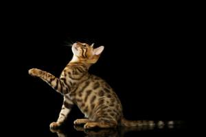 Bengal cat, black background, foot