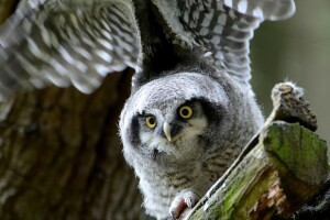 bird, Hawk owl, wings