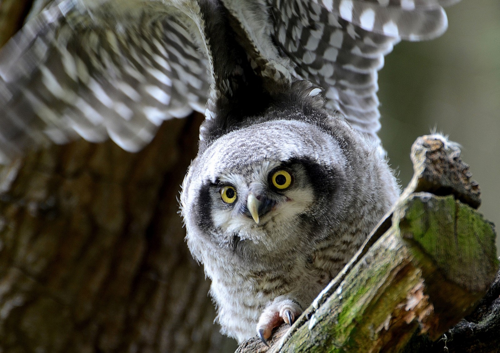 bird, wings, Hawk owl