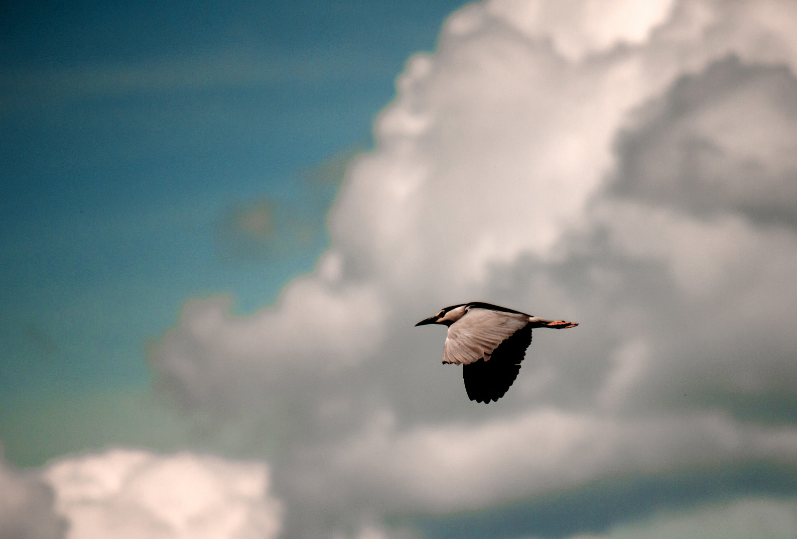 fundo, o céu, nuvens, voar, pássaro