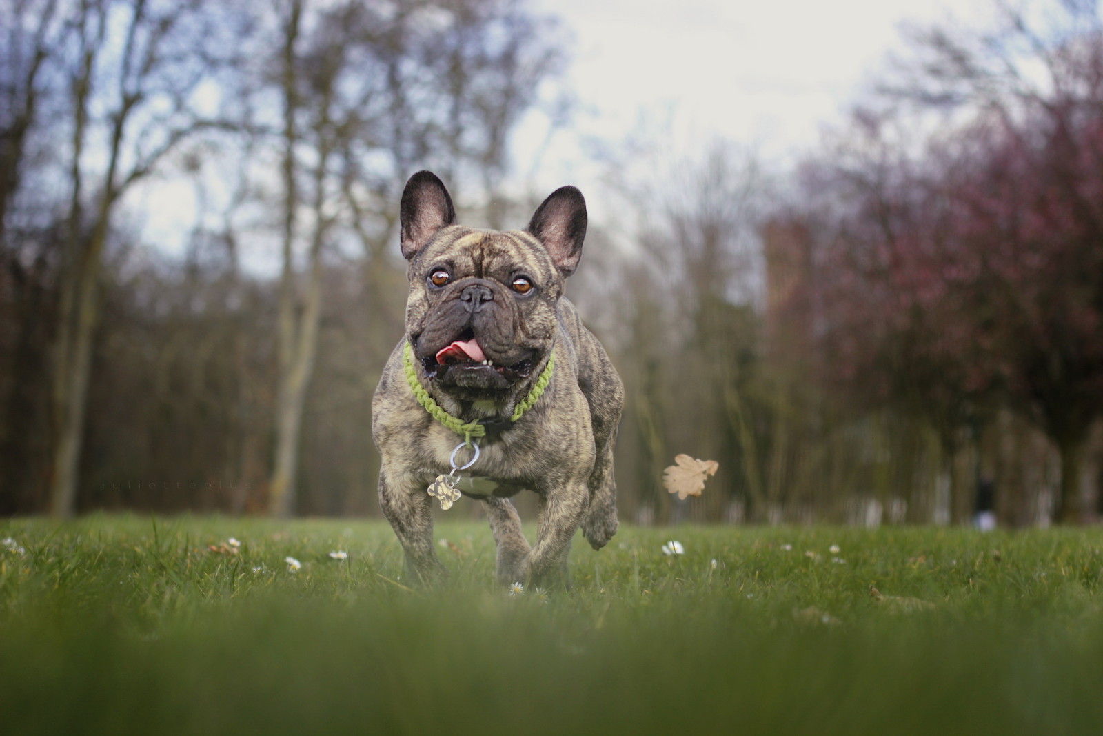 Guarda, cane, ogni