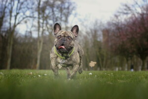 Hund, jeder, aussehen