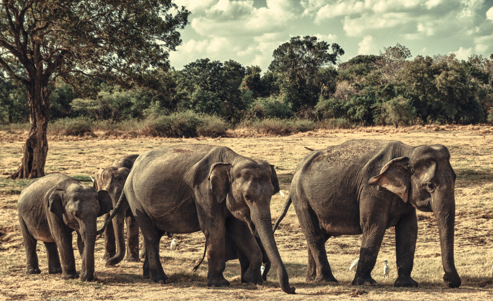 rodzina, słonie, Sri Lanka, Park Narodowy Minneriya