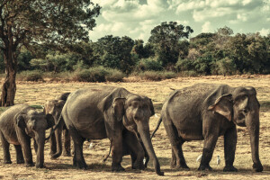 elefanter, familj, Minneriya nationalpark, Sri Lanka