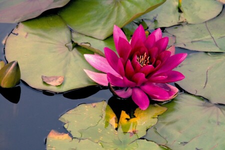 flower, lake, leaves, Lily, Nymphaeum, pink, pond, raspberry