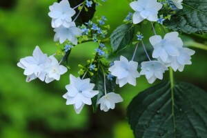 flores, hortensia, macro