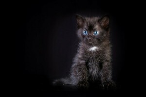 bébé, noir, minou