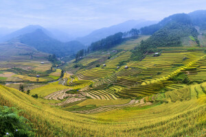 champ, collines, Maisons