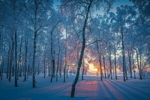 floresta, manhã, neve, inverno