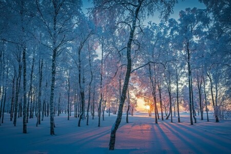 foresta, mattina, neve, inverno