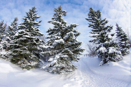 fence, path, snow, trees, winter