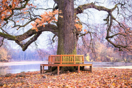 sonbahar, Bank, doğa, Park